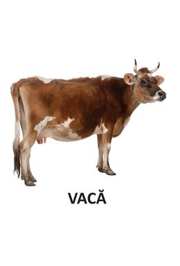Copertă produs Animale domestice - carte pliată