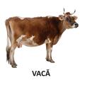Copertă produs Animale domestice - carte pliată - gallery small 