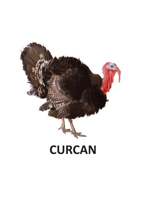 Copertă produs Animale domestice - carte pliată - gallery big 4