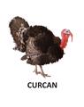 Copertă produs Animale domestice - carte pliată - thumb 4