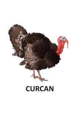 Copertă produs Animale domestice - carte pliată