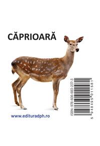 Copertă produs Animale sălbatice - carte pliată