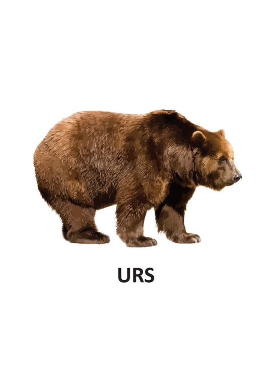 Copertă produs Animale sălbatice - carte pliată - gallery big 3