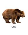 Copertă produs Animale sălbatice - carte pliată - thumb 3