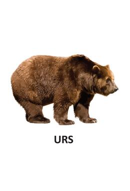 Copertă produs Animale sălbatice - carte pliată