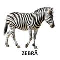 Copertă produs Animale sălbatice - carte pliată - gallery small 