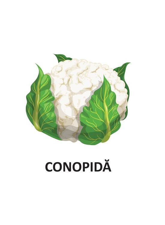 Copertă produs Legume - carte pliată - gallery big 4