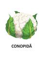 Copertă produs Legume - carte pliată - thumb 4