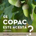 Copertă produs Ce copac este acesta? - gallery small 