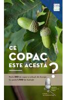 Ce copac este acesta?