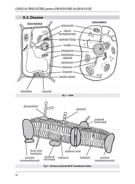 Copertă produs Ghid de pregătire pentru profesorii de biologie - Definitivat - gallery big 3