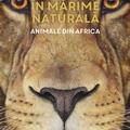Copertă produs &Icirc;n mărime naturală. Animale din Africa - gallery small 