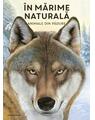 Copertă produs &Icirc;n mărime naturală. Animale din pădure - thumb 1
