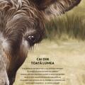 Copertă produs &Icirc;n mărime naturală. Cai din toată lumea - gallery small 