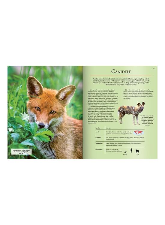 Copertă produs Extraordinara enciclopedie a animalelor - gallery big 2