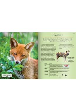 Copertă produs Extraordinara enciclopedie a animalelor