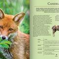 Copertă produs Extraordinara enciclopedie a animalelor - gallery small 