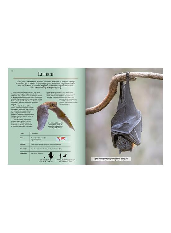 Copertă produs Extraordinara enciclopedie a animalelor - gallery big 4