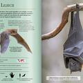 Copertă produs Extraordinara enciclopedie a animalelor - gallery small 
