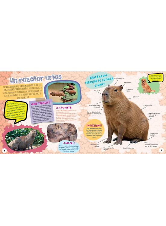 Copertă produs Capibara - Cel mai drăguț animal din lume - gallery big 2