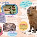 Copertă produs Capibara - Cel mai drăguț animal din lume - gallery small 