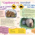 Copertă produs Capibara - Cel mai drăguț animal din lume - gallery small 