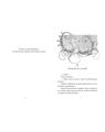 Copertă produs Pimpinella, prințesa mărilor. Pătrunderea &icirc;n lumea subacvatică (Vol. 1) - thumb 3