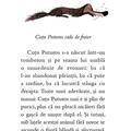 Copertă produs Cuțu Puturos (Vol. 1) - gallery small 