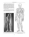 Copertă produs Formele corpului &icirc;n repaus şi mişcare. Anatomie artistică (Vol. 2) - thumb 8