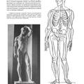 Copertă produs Formele corpului &icirc;n repaus şi mişcare. Anatomie artistică (Vol. 2) - gallery small 